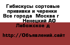 Гибискусы сортовые, прививки и черенки - Все города, Москва г.  »    . Ненецкий АО,Лабожское д.